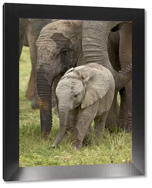 Baby and young African elephant (Loxodonta africana)