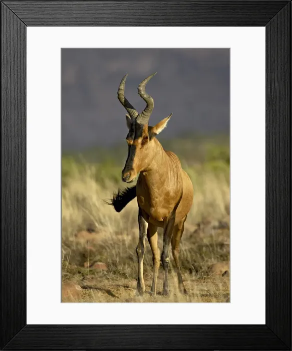 Framed Print : Red hartebeest (Alcelaphus buselaphus) Framed Print : Red hartebeest (Alcelaphus buselaphus)