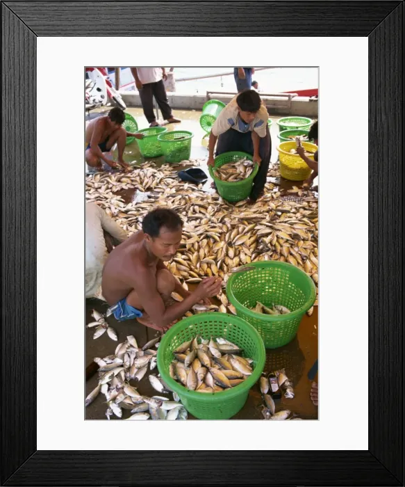 Framed Print : Men sorting fish at Koh Samui Framed Print : Men sorting fish at Koh Samui