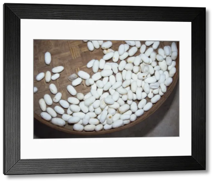 Framed Print : Basket of silkworms the raw material for the silk industry Framed Print : Basket of silkworms the raw material for the silk industry