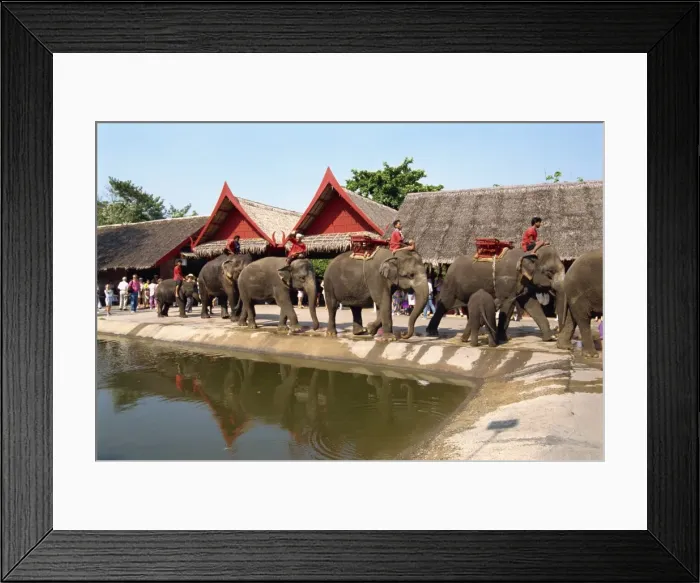 Framed Print : Elephant parade Framed Print : Elephant parade