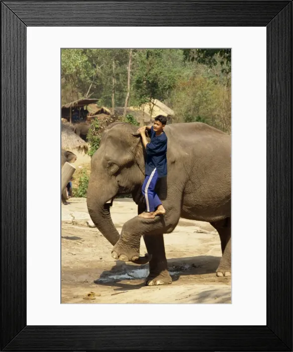 Framed Print : Mahout climbing onto elephant Framed Print : Mahout climbing onto elephant
