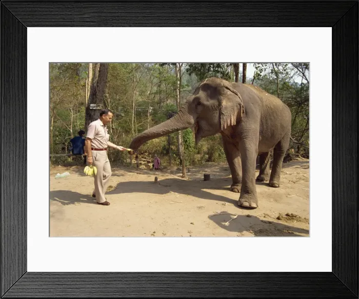 Framed Print : Tourist feeding bananas to an elephant at the Elephant Framed Print : Tourist feeding bananas to an elephant at the Elephant