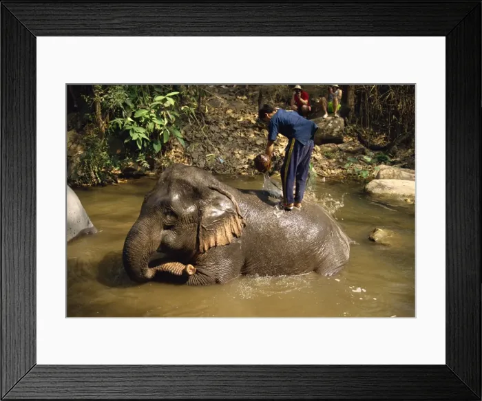 Framed Print : Mahout washing elephant Framed Print : Mahout washing elephant