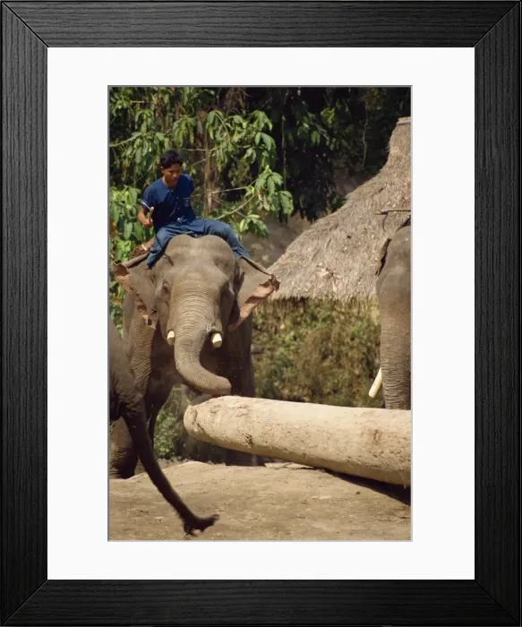 Framed Print : Mahout and working elephant