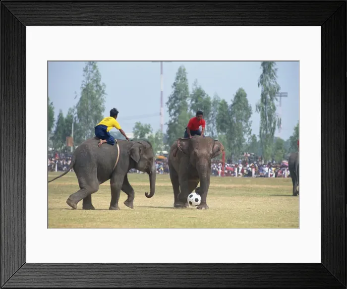 Framed Print : Elephants and riders playing football during the November Framed Print : Elephants and riders playing football during the November
