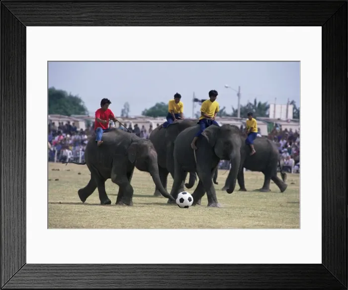 Framed Print : Elephants playing football Framed Print : Elephants playing football