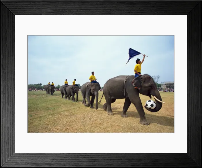Framed Print : Line of elephants in a soccer team during the November Framed Print : Line of elephants in a soccer team during the November