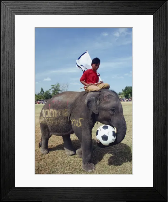 Framed Print : Elephant playing football during the November Elephant Framed Print : Elephant playing football during the November Elephant
