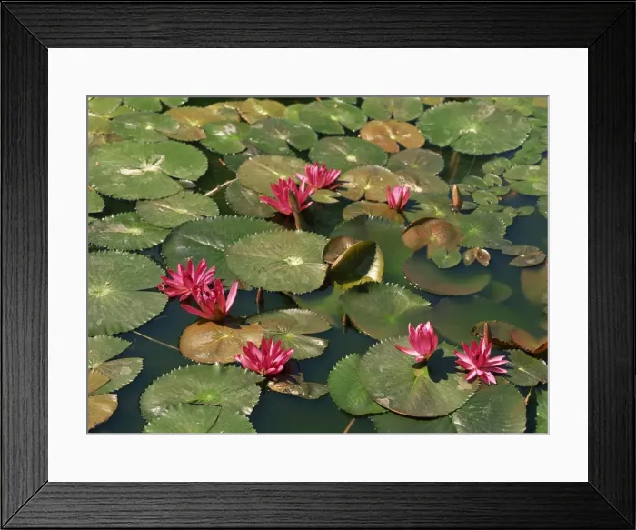 Framed Print : Pink lotus blossoms in Thailand Framed Print : Pink lotus blossoms in Thailand