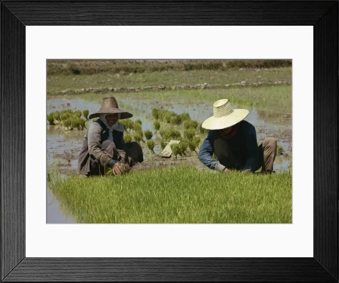 Framed Print : Rice planting Framed Print : Rice planting