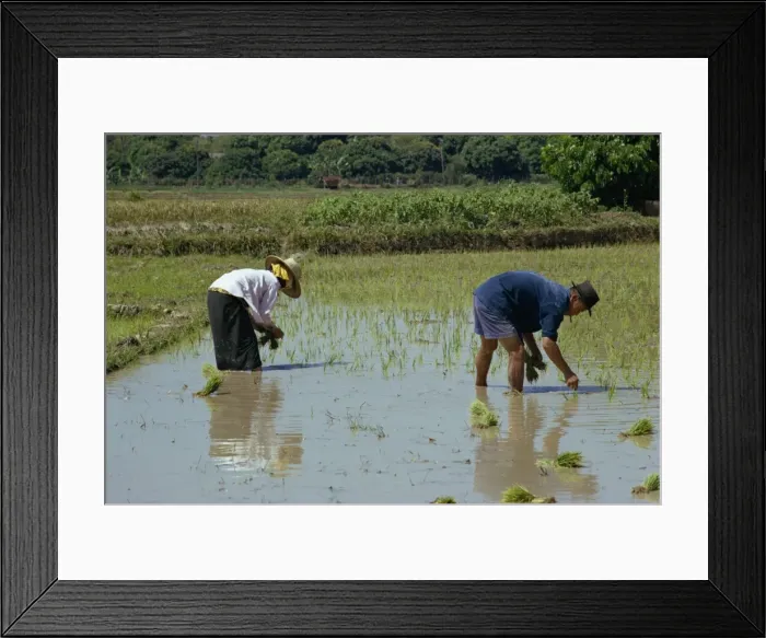 Framed Print : Rice planting Framed Print : Rice planting