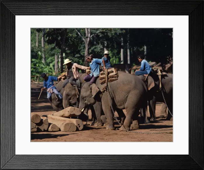 Framed Print : Elephants at work moving logs at Chiang Mai Framed Print : Elephants at work moving logs at Chiang Mai