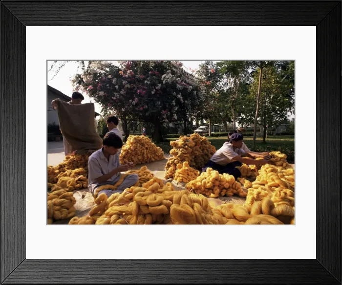 Framed Print : Raw silk, Thailand Framed Print : Raw silk, Thailand