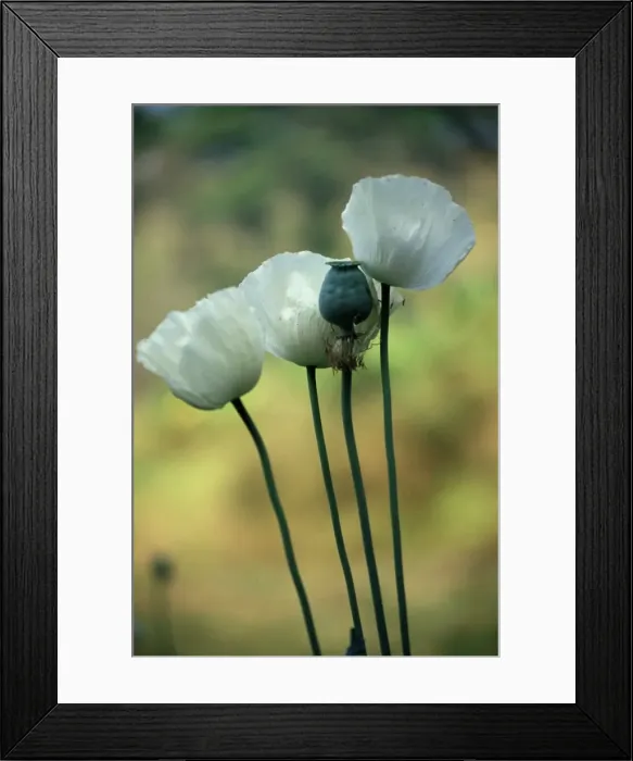 Framed Print : Opium poppies Framed Print : Opium poppies