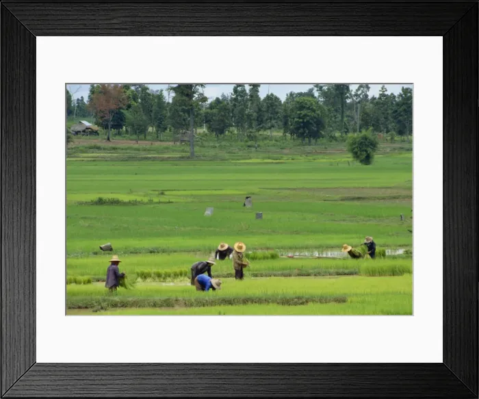 Framed Print : People at work in rice fields Framed Print : People at work in rice fields