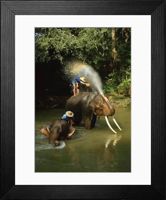 Framed Print : Elephants being washed in the river near Chiang Mai Framed Print : Elephants being washed in the river near Chiang Mai