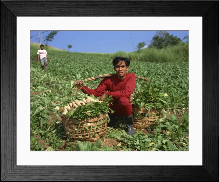 Framed Print : Man harvesting turnips from a field at a farm at Phisanolok Framed Print : Man harvesting turnips from a field at a farm at Phisanolok