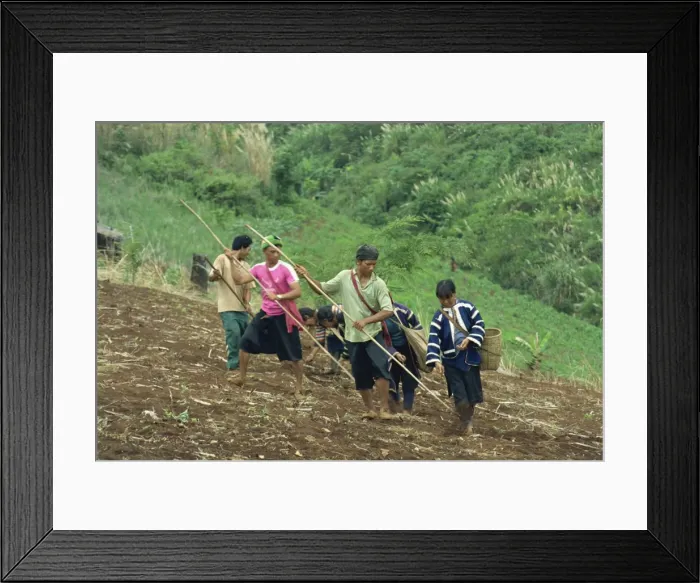 Framed Print : Lahu men and women sowing seed in a sloping field near Chiang Mai Framed Print : Lahu men and women sowing seed in a sloping field near Chiang Mai