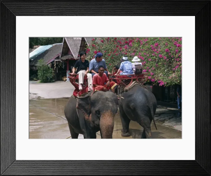 Framed Print : Tourists ride on elephants in the Rose Garden at Nakhon Framed Print : Tourists ride on elephants in the Rose Garden at Nakhon