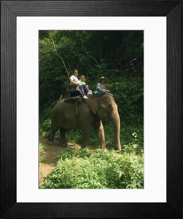 Framed Print : Tourists ride on an elephant at the Chiang Dao Elephant
