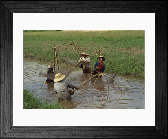 Framed Print : Women fishing with nets in a river near Chiang Mai Framed Print : Women fishing with nets in a river near Chiang Mai