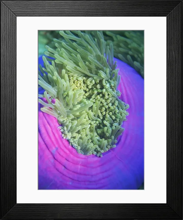 Framed Print : Giant sea anemone Framed Print : Giant sea anemone