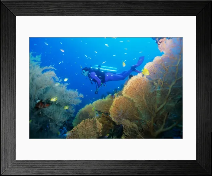 Framed Print : Underwater diver swimming above reef Framed Print : Underwater diver swimming above reef