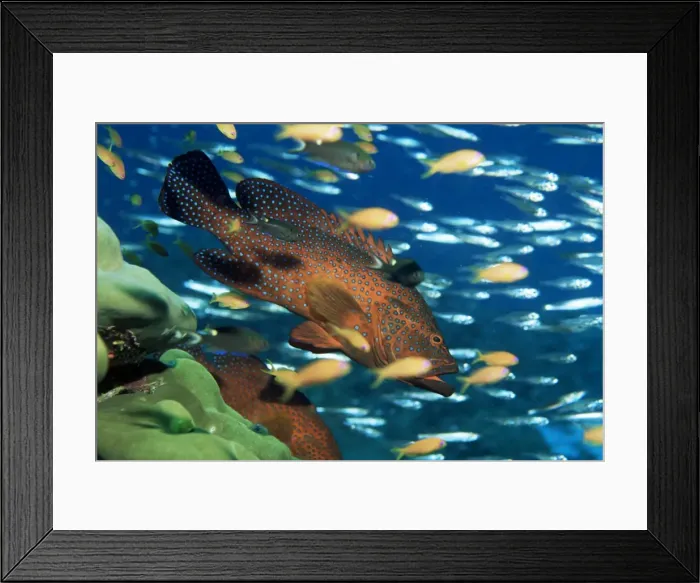 Framed Print : Coral grouper hangs motionless as it awaits small fish prey Framed Print : Coral grouper hangs motionless as it awaits small fish prey