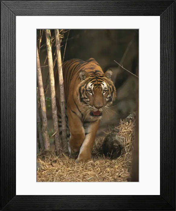 Framed Print : Indo Chinese tiger walking in Khao Pardap Chan bamboo groves Framed Print : Indo Chinese tiger walking in Khao Pardap Chan bamboo groves