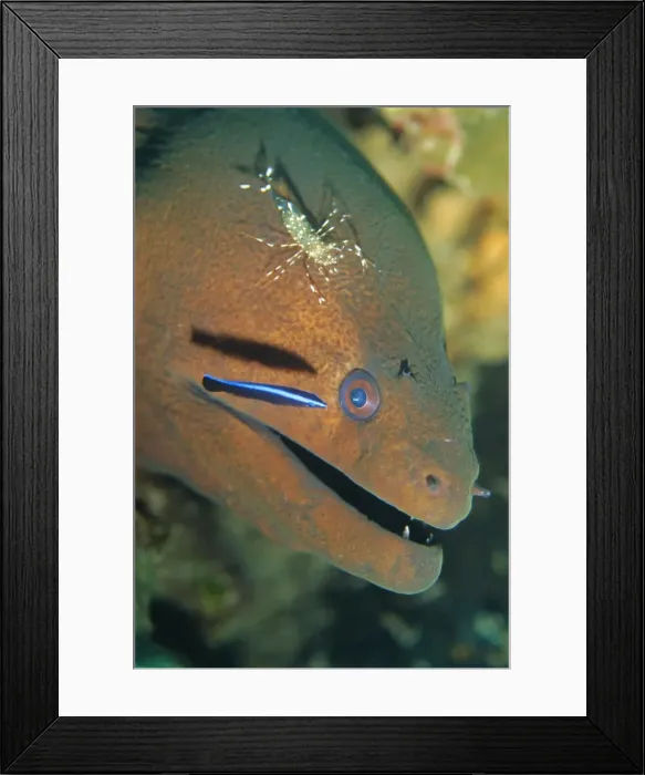 Framed Print : Close-up of the head of a Moray Eel being cleaned by cleaner shrimp Framed Print : Close-up of the head of a Moray Eel being cleaned by cleaner shrimp