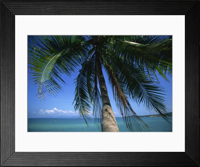 Framed Print : Palm tree overhanging turquoise waters at Koh Samui Framed Print : Palm tree overhanging turquoise waters at Koh Samui