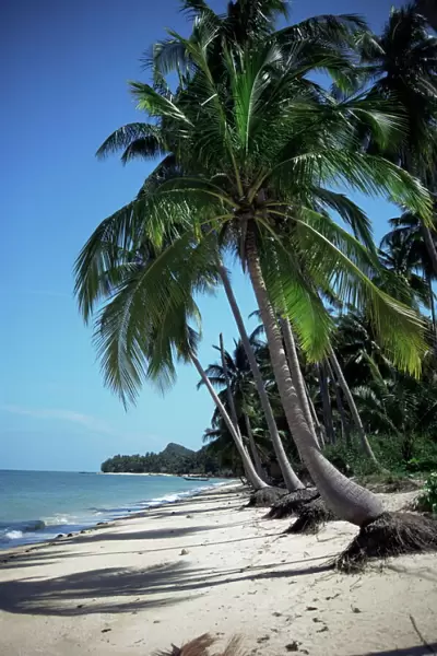 White sandy beach and leaning palm trees