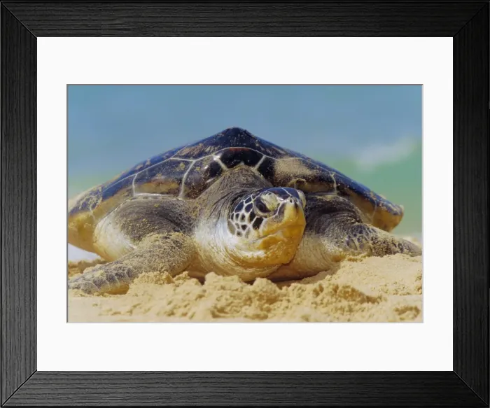 Framed Print : Green Sea Turtle Framed Print : Green Sea Turtle
