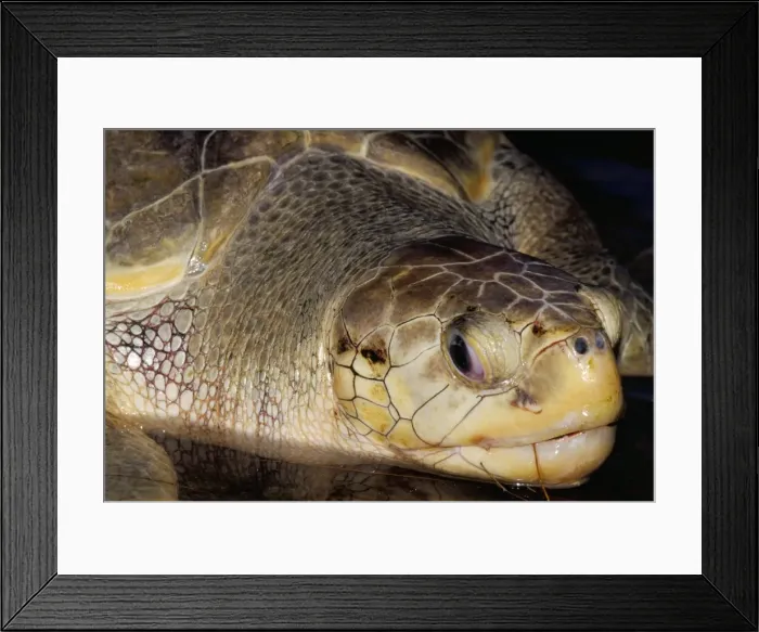 Framed Print : Close-up of head of Olive Ridley Sea Turtle (Leipidochelys Olivacea Framed Print : Close-up of head of Olive Ridley Sea Turtle (Leipidochelys Olivacea