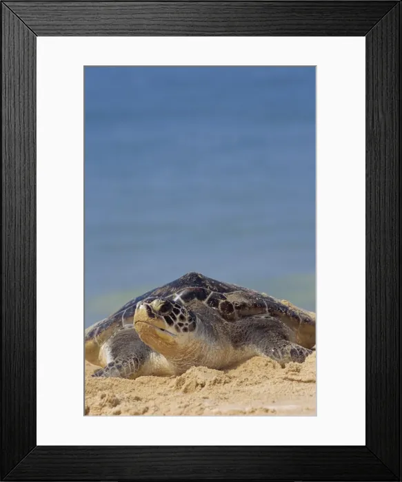 Framed Print : Close-up of a green sea turtle Framed Print : Close-up of a green sea turtle