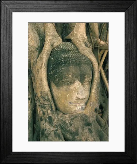 Framed Print : Head of Buddha statue overgrown with tree roots Framed Print : Head of Buddha statue overgrown with tree roots