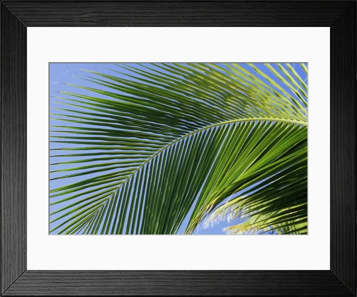 Framed Print : Close-up of palm leaf at Ko Samet Island Framed Print : Close-up of palm leaf at Ko Samet Island