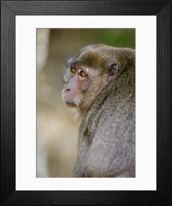 Framed Print : Monkey at Yong Kasem beach Framed Print : Monkey at Yong Kasem beach