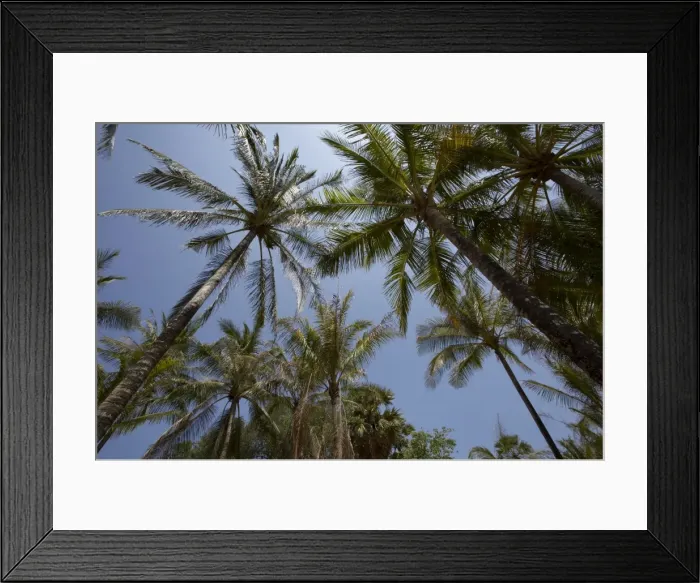 Framed Print : Palm trees at Kata Framed Print : Palm trees at Kata