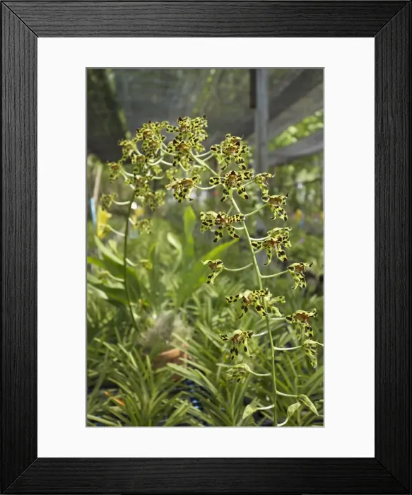 Framed Print : Orchid, Phuket Orchid Farm Framed Print : Orchid, Phuket Orchid Farm