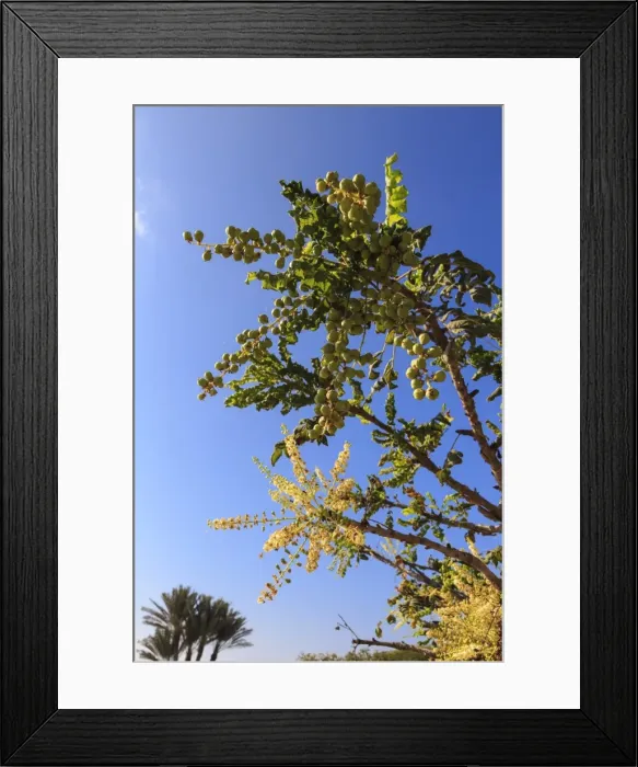 Framed Print : Frankincense tree (Boswellia sacra), Museum of Frankincense Land, Al-Baleed, UNESCO Framed Print : Frankincense tree (Boswellia sacra), Museum of Frankincense Land, Al-Baleed, UNESCO