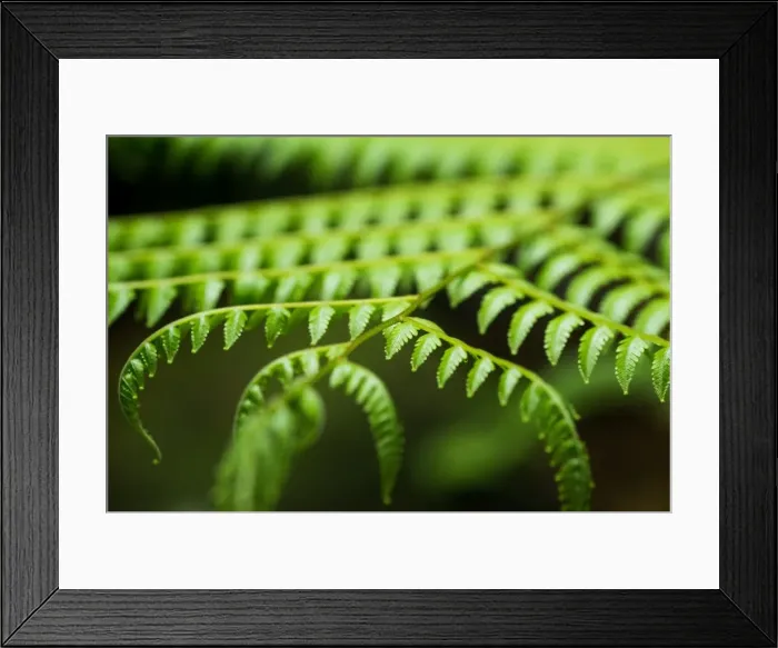 Framed Print : Fern, Indonesia, Southeast Asia Framed Print : Fern, Indonesia, Southeast Asia