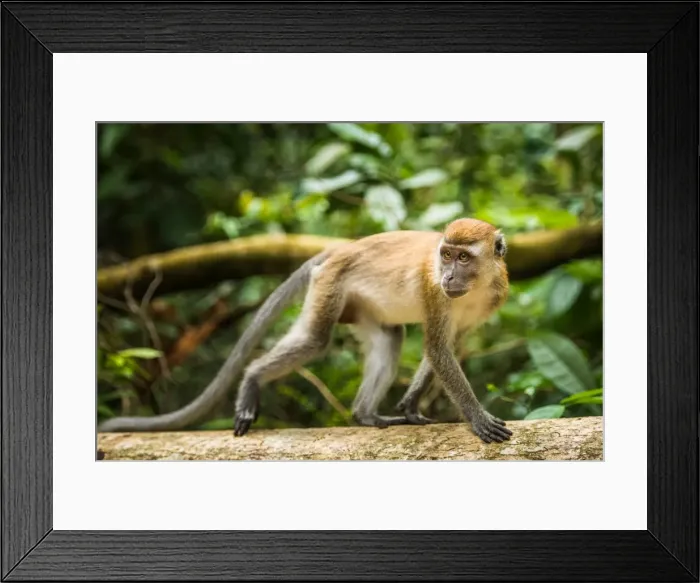 Framed Print : Long tailed Macaque (Macaca fascicularis), Indonesia, Southeast Asia Framed Print : Long tailed Macaque (Macaca fascicularis), Indonesia, Southeast Asia
