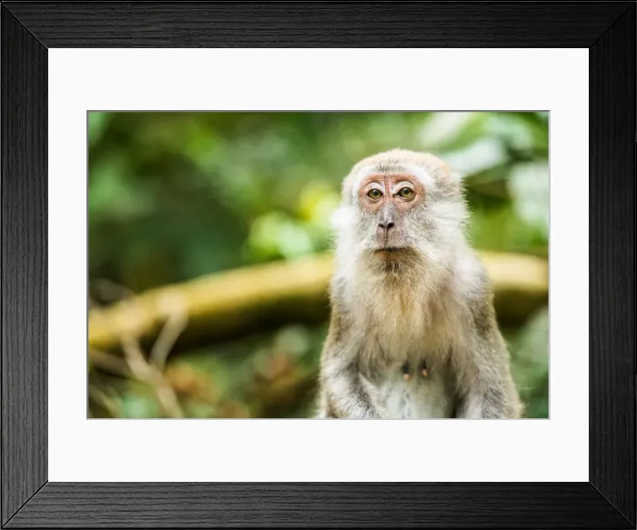 Framed Print : Long tailed Macaque (Macaca fascicularis), Indonesia, Southeast Asia Framed Print : Long tailed Macaque (Macaca fascicularis), Indonesia, Southeast Asia