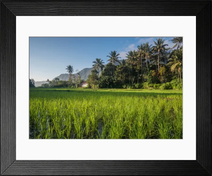 Framed Print : Padi Field in Lake Toba, Sumatra, Indonesia, Southeast Asia Framed Print : Padi Field in Lake Toba, Sumatra, Indonesia, Southeast Asia