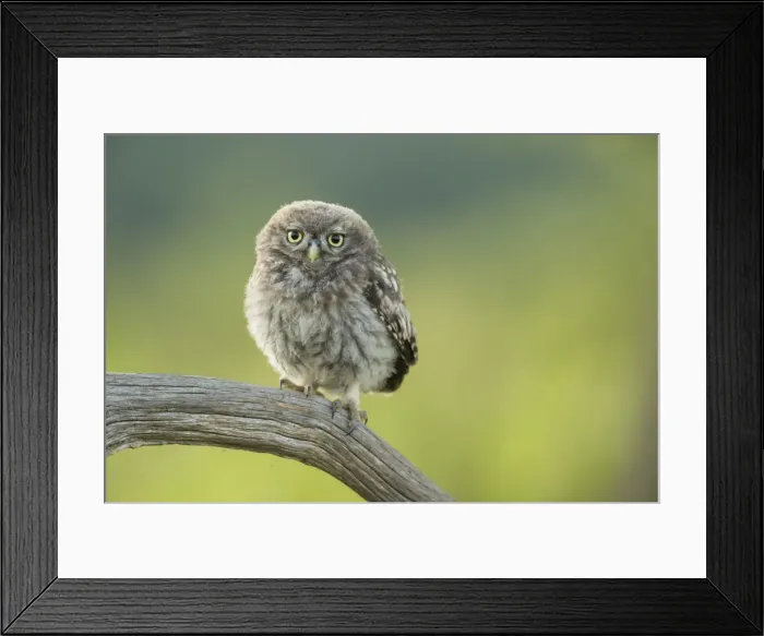 Framed Print : Little owl (Athene noctua), Yorkshire, England, United Kingdom, Europe Framed Print : Little owl (Athene noctua), Yorkshire, England, United Kingdom, Europe