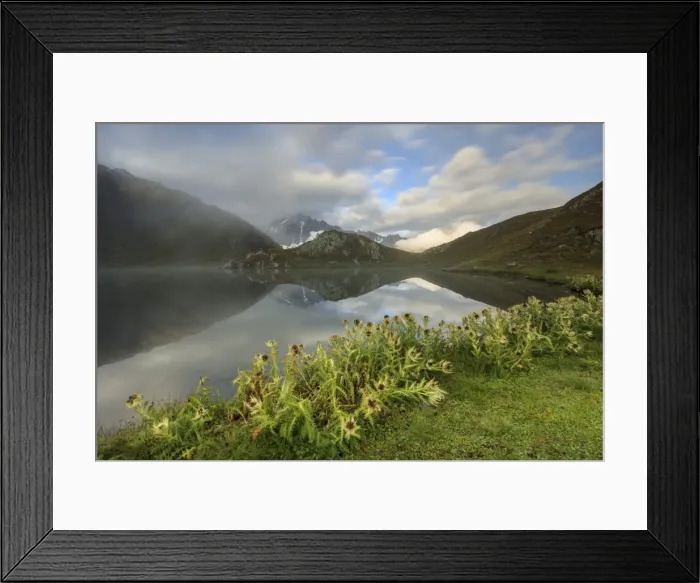 Framed Print : Mist and flowers frames The Fenetre Lakes Ferret Valley, Saint Rhemy, Grand St Bernard Framed Print : Mist and flowers frames The Fenetre Lakes Ferret Valley, Saint Rhemy, Grand St Bernard