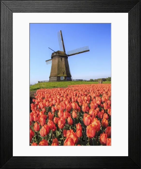 Framed Print : Red and orange tulip fields and the blue sky frame the windmill in spring, Berkmeer Framed Print : Red and orange tulip fields and the blue sky frame the windmill in spring, Berkmeer