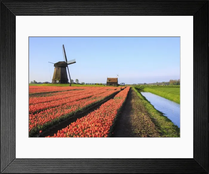 Framed Print : Red tulip fields and blue sky frame the windmill in spring, Berkmeer, Koggenland Framed Print : Red tulip fields and blue sky frame the windmill in spring, Berkmeer, Koggenland